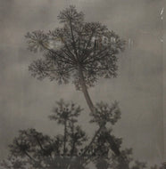 CAROUSELL / BLACK SWALLOW & OTHER SONGS
