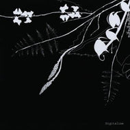 DIGITALINE / RUBICUBE