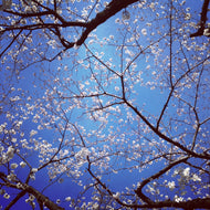 DJ KO-KA / chillin blossom