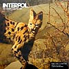 INTERPOL / THE HEINRICH MANEUVER