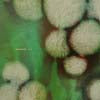 KUNI / KIDS BREATH