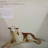 SIMIAN / CHEMISTRY IS WHAT WE ARE