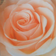 SUNNY DAY SERVICE （サニーデイ サービス） / BEST FLOWER B SIDE COLLECTION